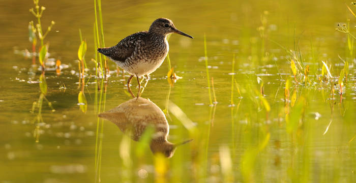 Bruchwasserläufer - Foto: Niklaus Troxler