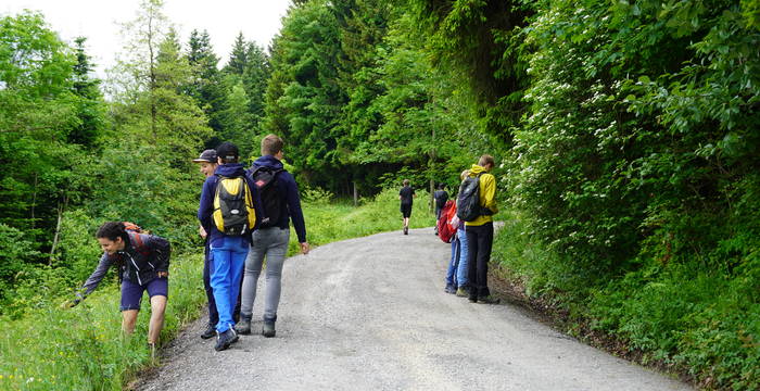 Wilde Pflanzenküche