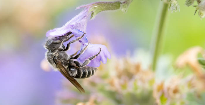 Mauerbiene - Foto: Sandra Schweizer / wildenachbarn.ch