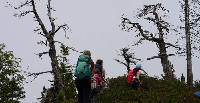 Heidelmeisen und Abeeri