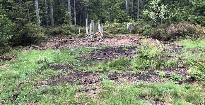 Foremoos Krienseregg - Foto: Pro Natura Luzern