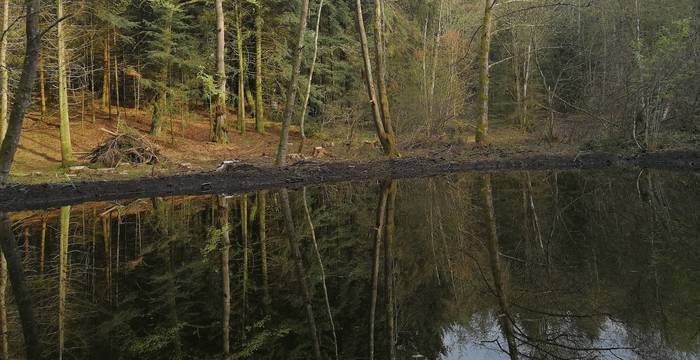 Bannwald. Foto: Samuel Ehrenbold