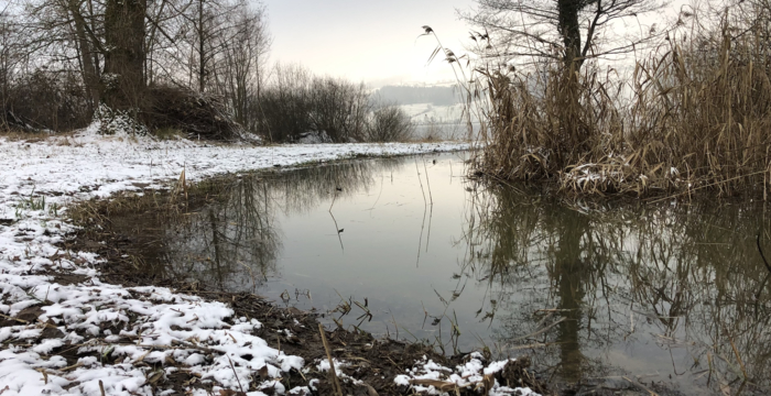 Weiher im Seefeld. Foto: Marianne Baruffa