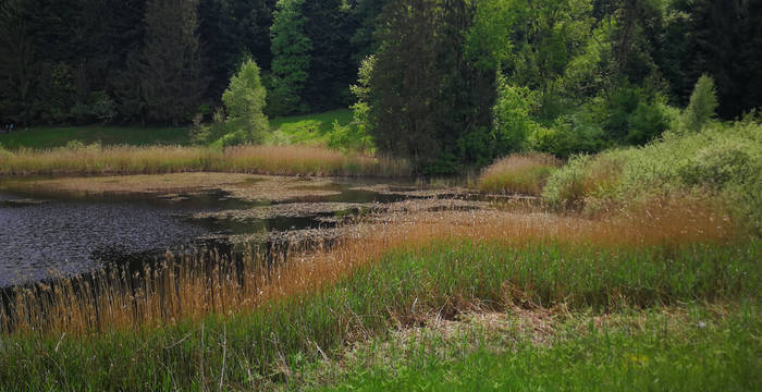 Wagemoos. Foto: Samuel Ehrenbold