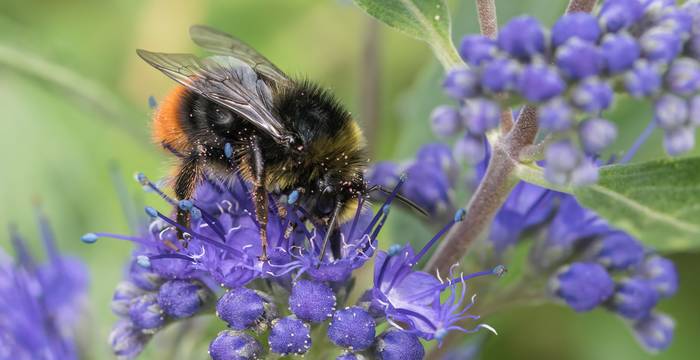 Steinhummel. Foto: Topaz Denoise