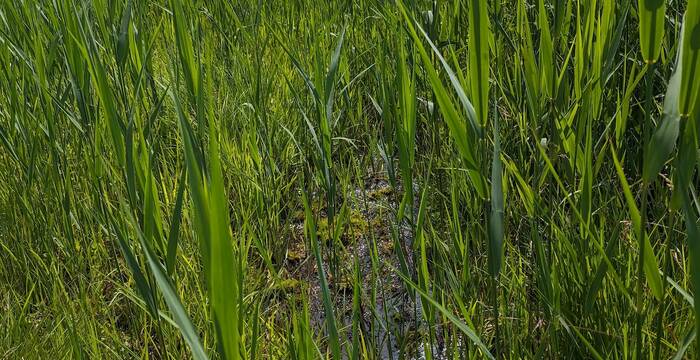 Sumpfige Wasserstelle. Foto: Samuel Ehrenbold