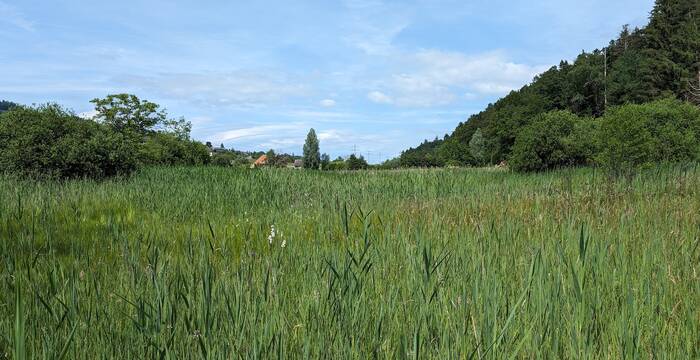 Frühschnittfläche im Moosried. Foto: Samuel Ehrenbold