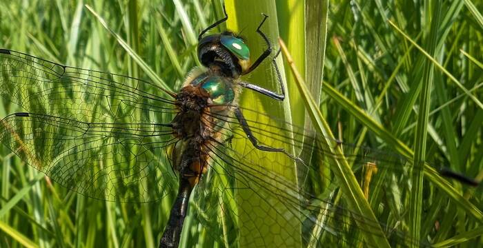 Gefleckte Smaragdlibelle. Foto: Samuel Ehrenbold