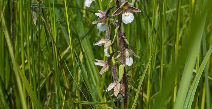 Sumpfwurz. Foto: Samuel Ehrenbold