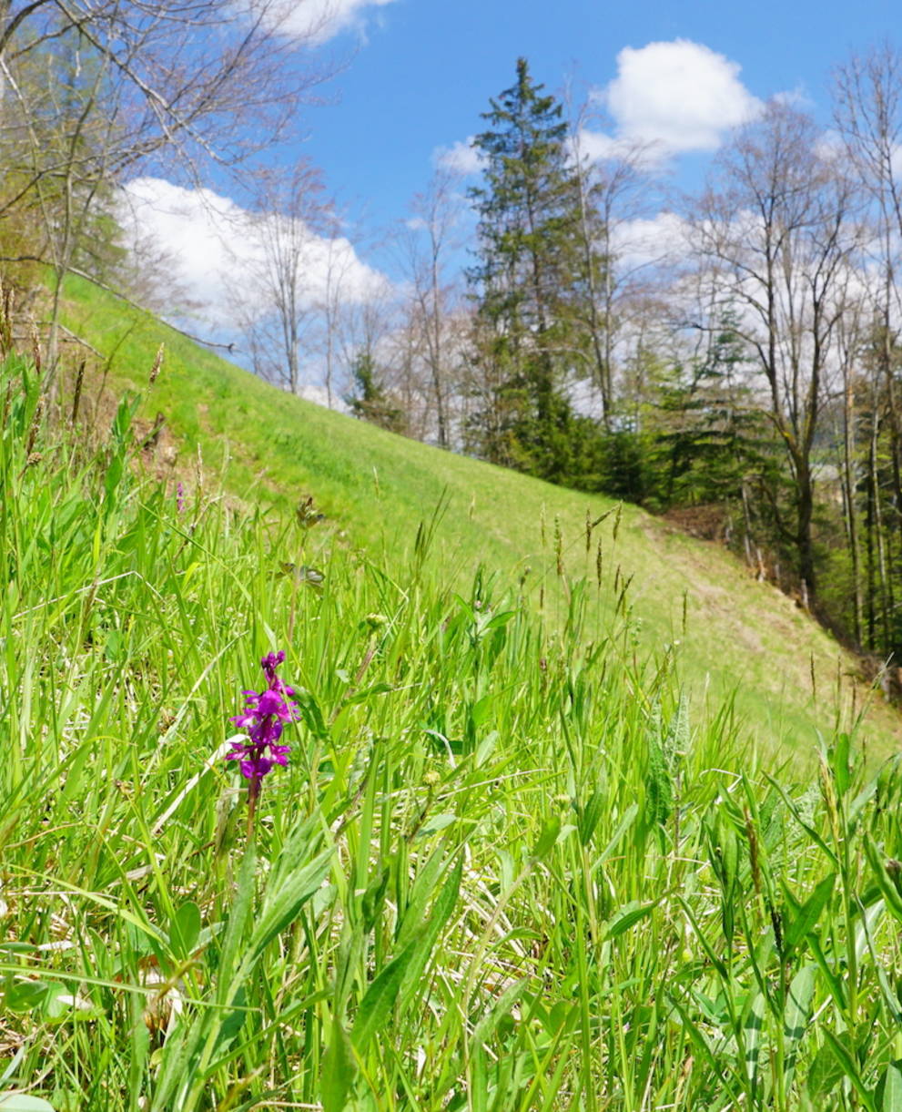 Mülistutz - Foto: Samuel Ehrenbold