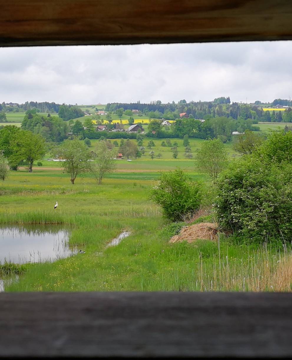 Blick aus dem Hide Ronfeld. Foto: Samuel Ehrenbold