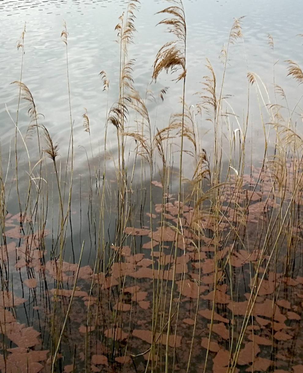 Burgunderblutalgen im Baldeggersee. Foto: Samuel Ehrenbold