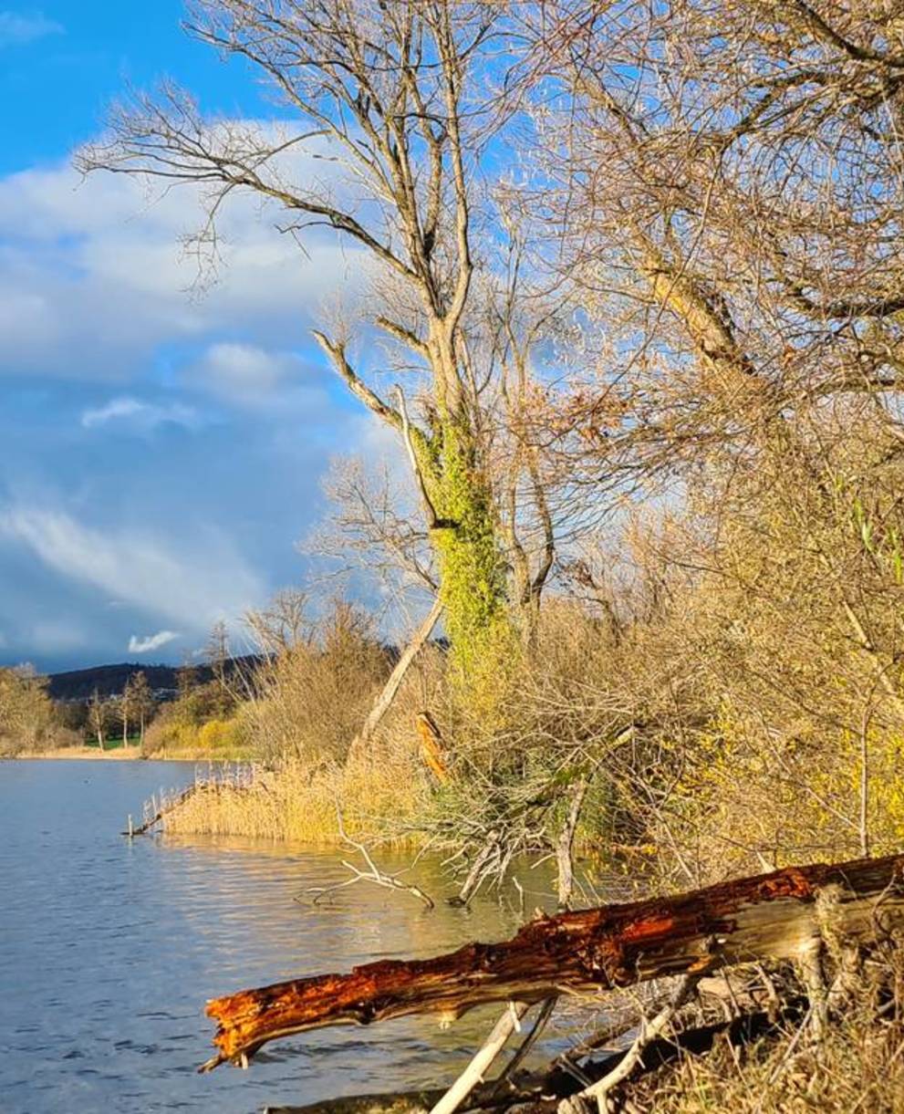 Naturbelassene und strukturreiche Ufer sind das Aushängeschild des Schutzgebiets Baldeggersee.