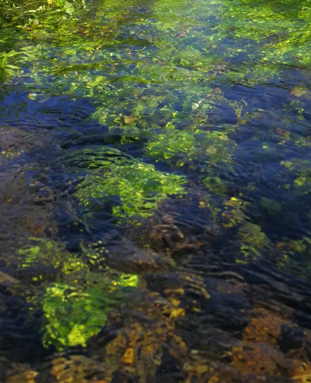 Foerndlibach. Foto: Samuel Ehrenbold