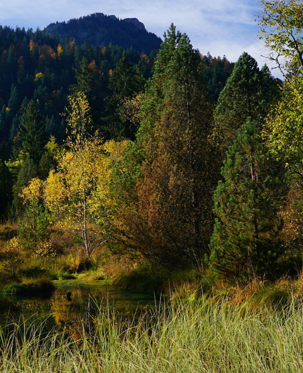 Foremoos. Foto: Samuel Ehrenbold