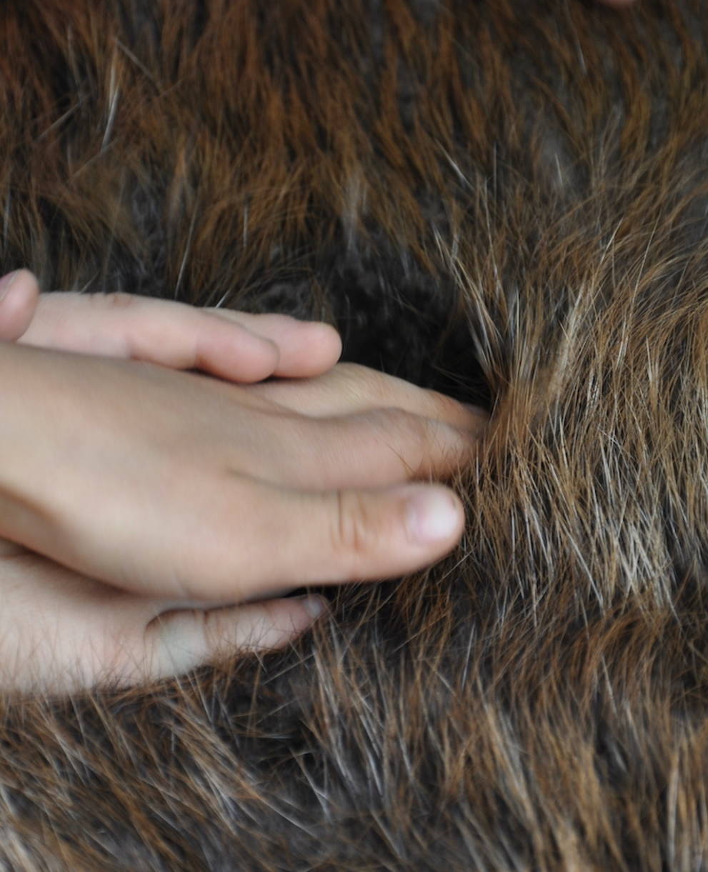 Biberfell zum anfassen