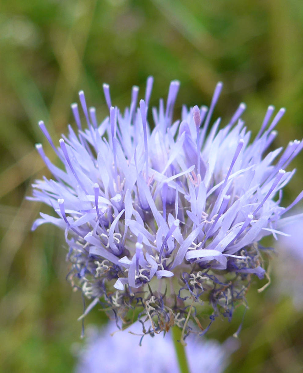 Berg-Sandrapunzel. Foto: Elisabeth Danner