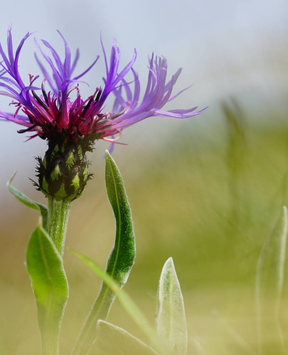 Bergflockenblume im Schutzgebiet Mülistutz. Foto: Samuel Ehrenbold