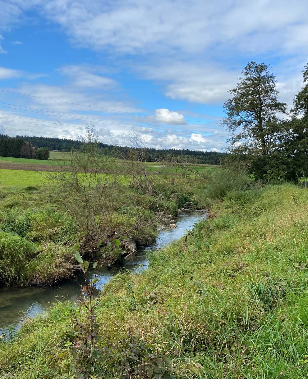 Biberlebensraum Pfaffnere