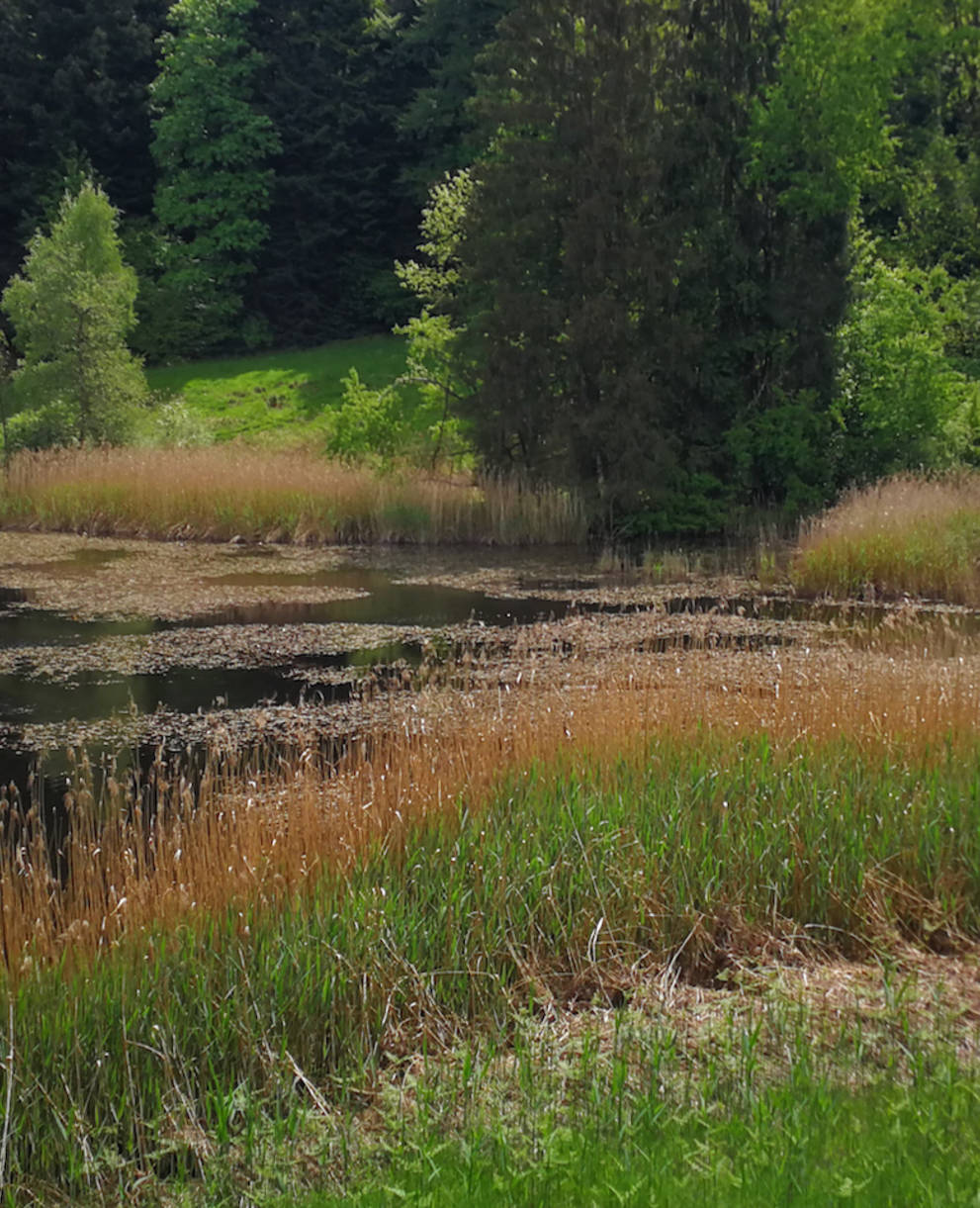 Wagemoos. Foto: Samuel Ehrenbold