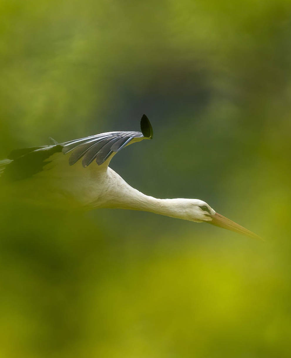 Weissstorch. Foto: Peter Grütter