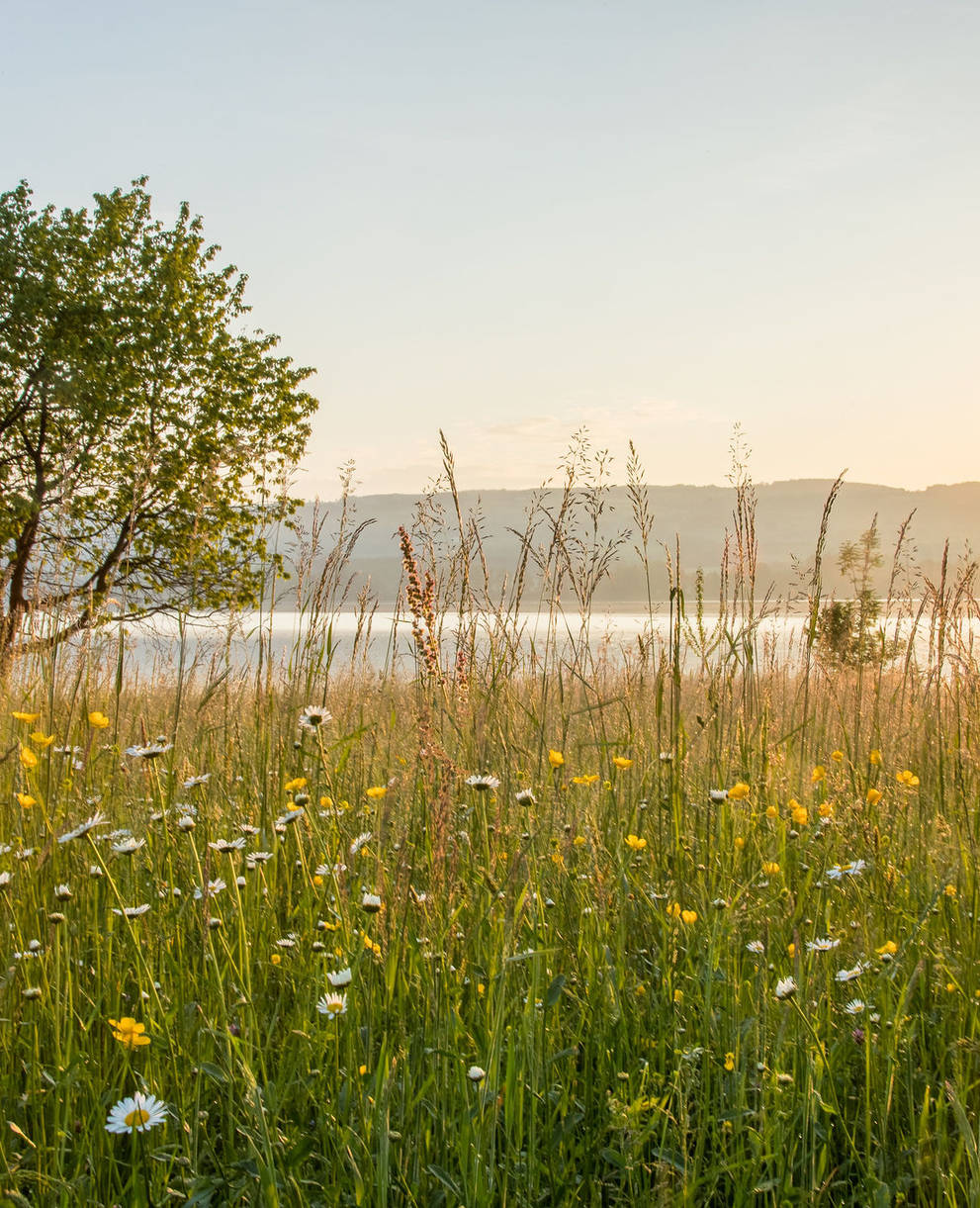 Baldeggersee. Foto: Peter Grütter