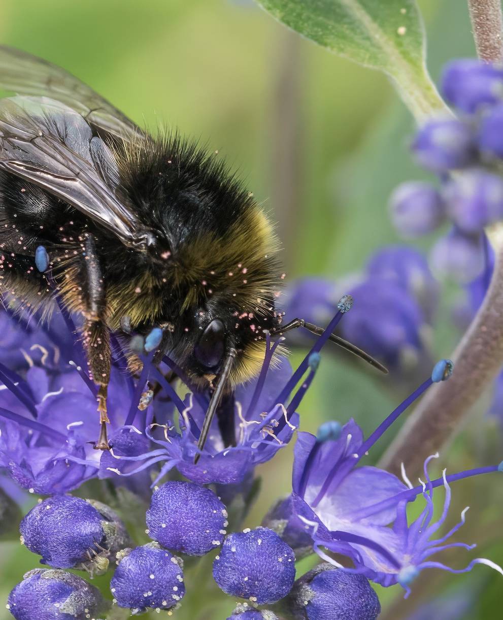 Steinhummel. Foto: Topaz Denoise