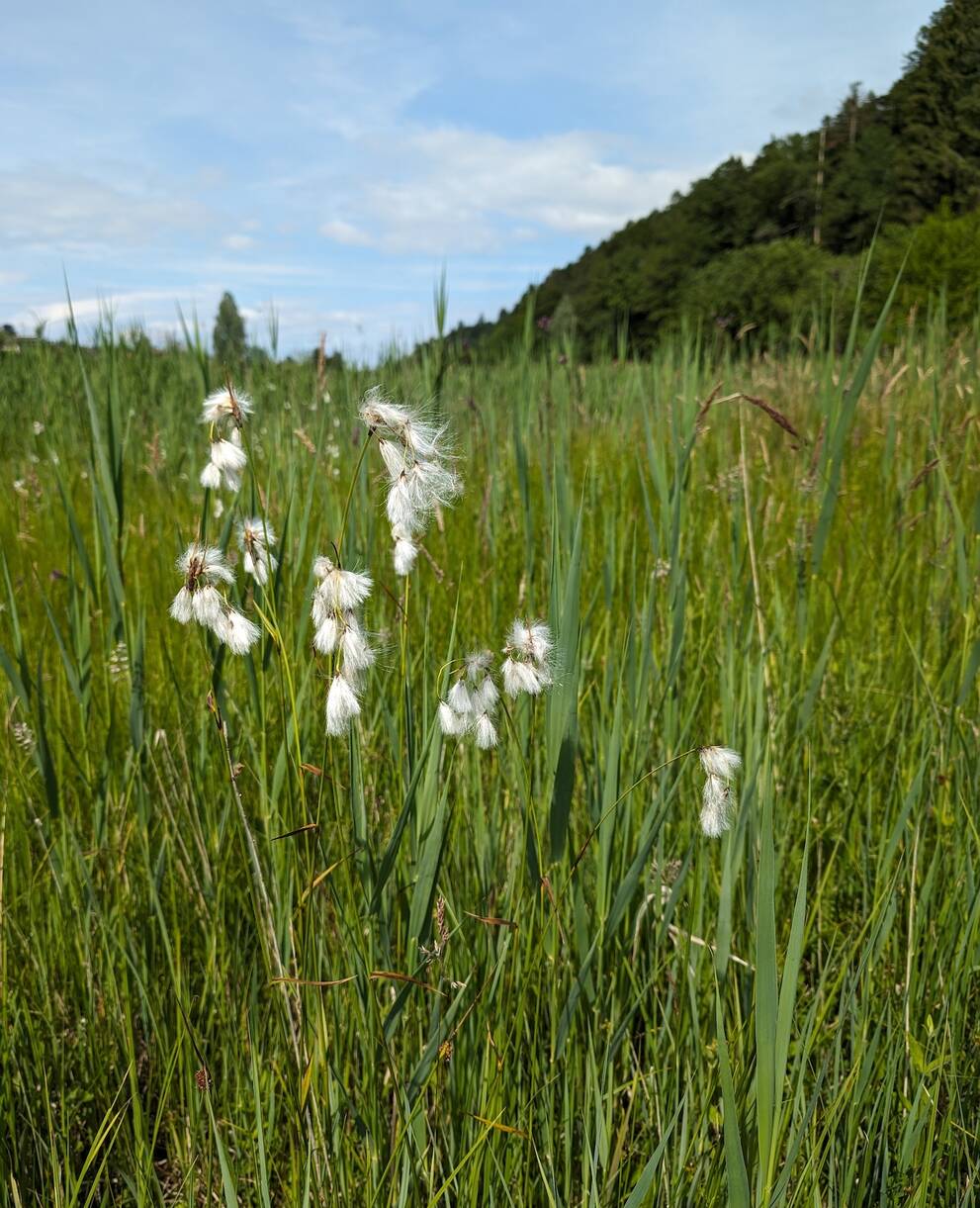 Breitblättriges Wollgras. Foto: Samuel Ehrenbold