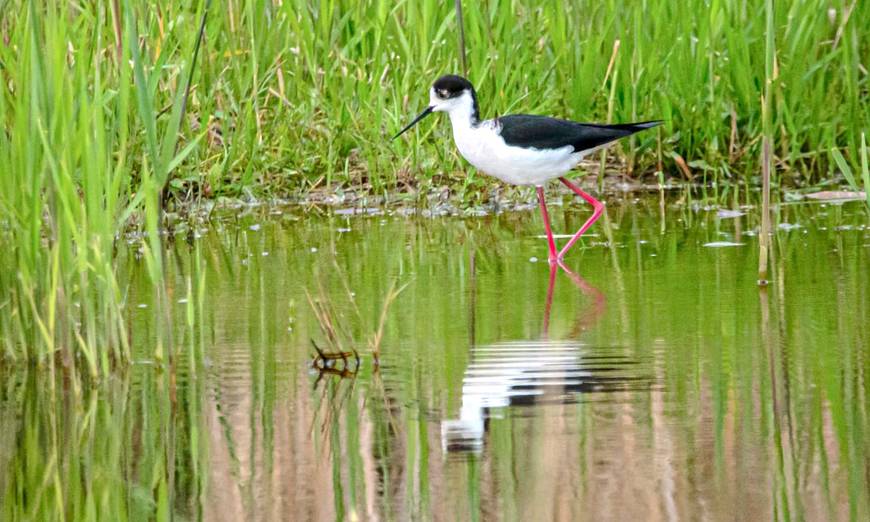 Stelzenläufer. Foto: Geri Bühler