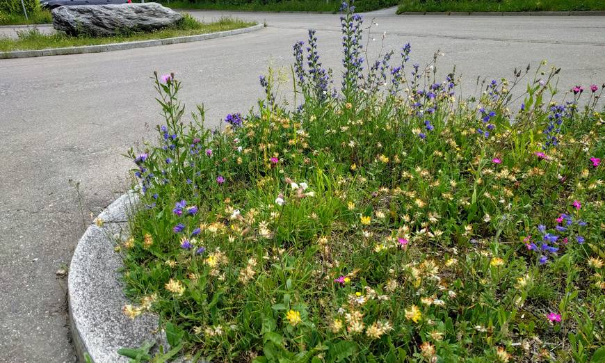 artenreiche Grünflächen in der Stadt 